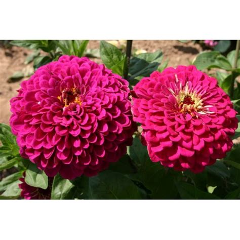 tudor zinnia seeds uk